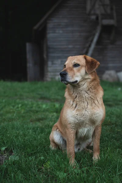 Cane Seduto Davanti Cortile — Foto Stock