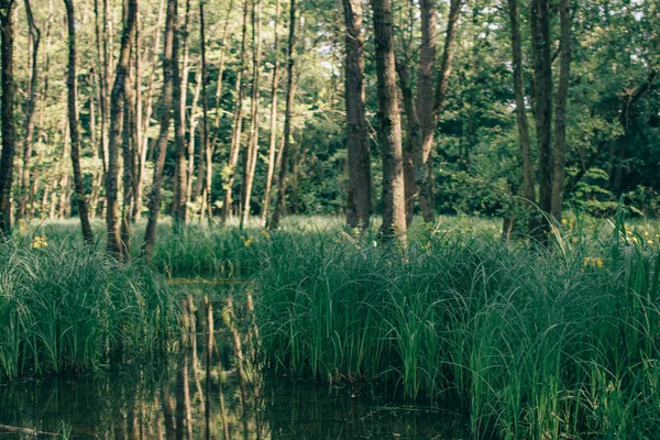 沼泽在森林里 风景秀丽 — 图库照片