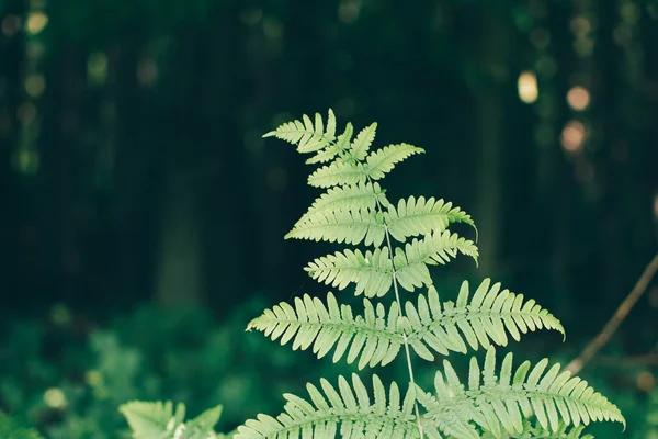 Groene Varen Het Bos — Stockfoto