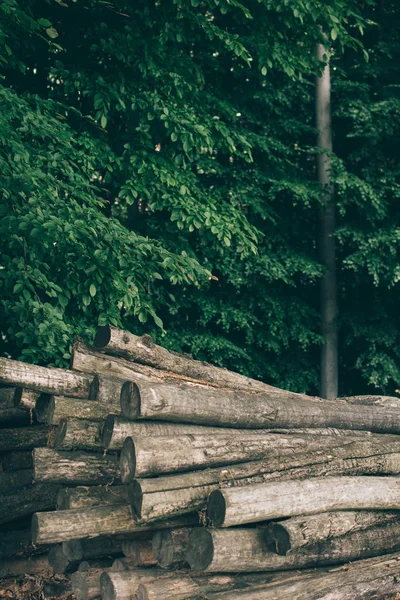 Träd Loggar Stack Skogen — Stockfoto