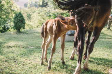 Genç at yemek zamanı. Seçtiğin bu kullanıcı annesiyle tayı