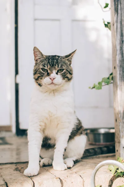 Gato Gruñón Sentado Casa —  Fotos de Stock