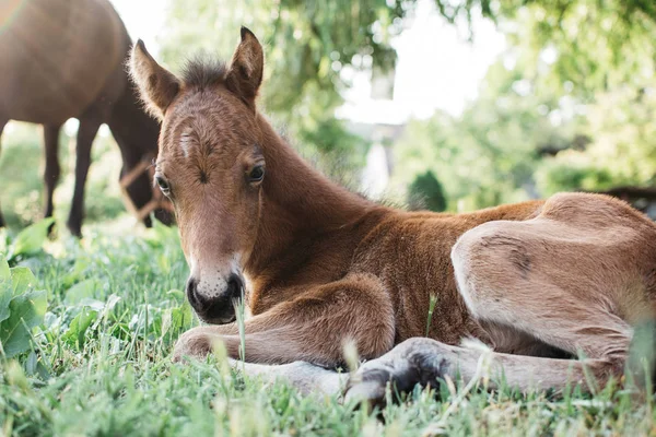 Rótulo Jovem Cavalo Cavalo Bebé — Fotografia de Stock