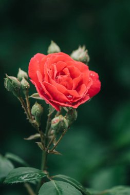 Bahçede kırmızı gül