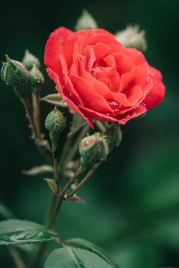 Bahçede kırmızı gül