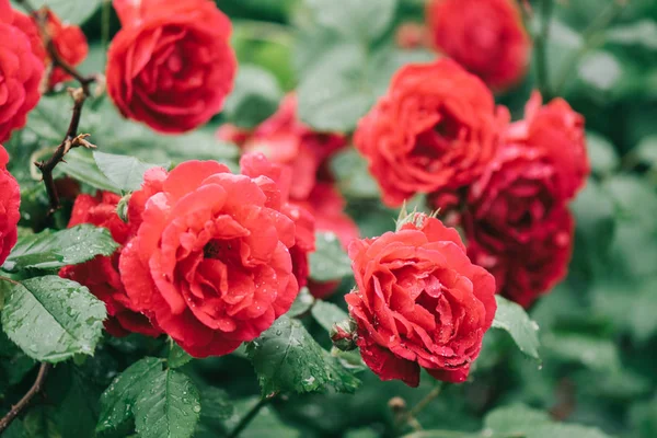 Red Roses Garden — Stock Photo, Image