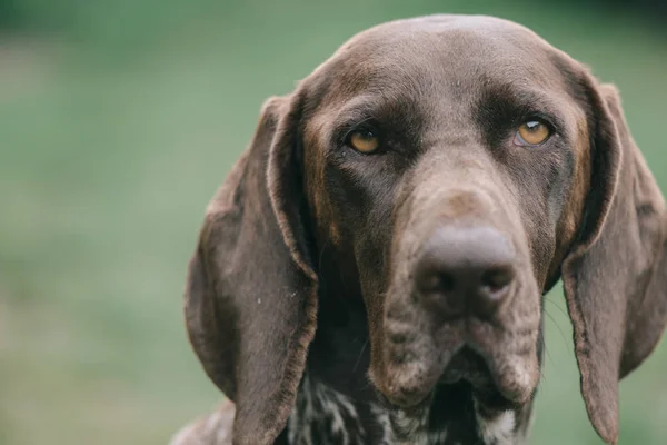 Tysk Pointer Hund Portræt - Stock-foto