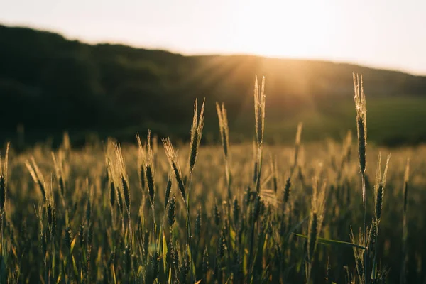 Weizenfeld Bei Sonnenuntergang — Stockfoto