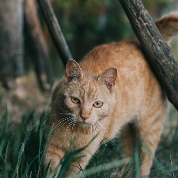 Красная Кошка Саду — стоковое фото