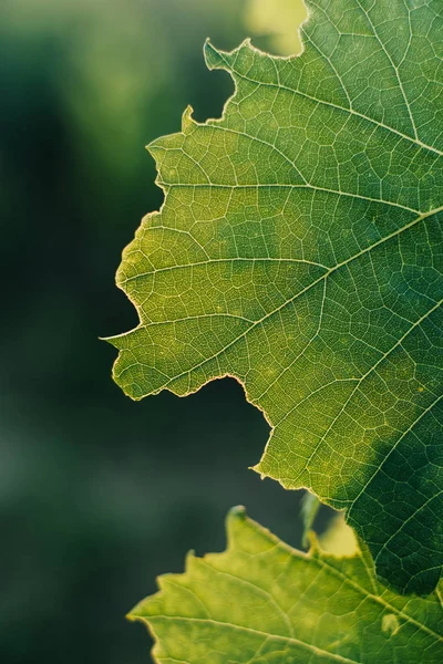 Grape Leaves Close — Stock Photo, Image