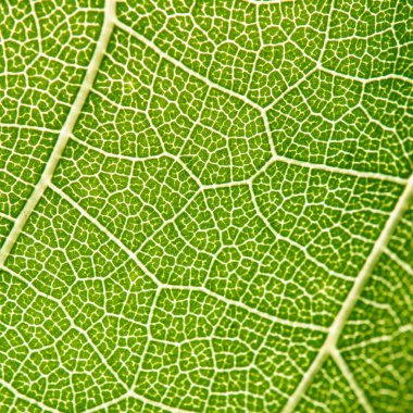 Yeşil yaprak damarları, aşırı yakın çekim