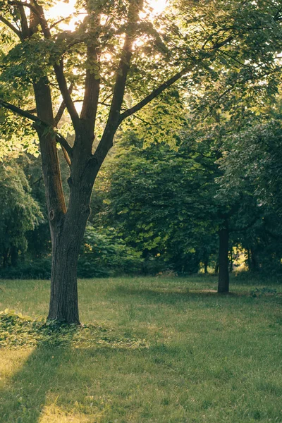 Baum Park Naturpark — Stockfoto