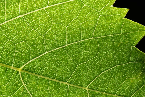 Πράσινο Φύλλο Φλέβες Ακραιο Εσωτερικη — Φωτογραφία Αρχείου