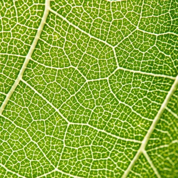 Groene Blad Aderen Extreme Close — Stockfoto