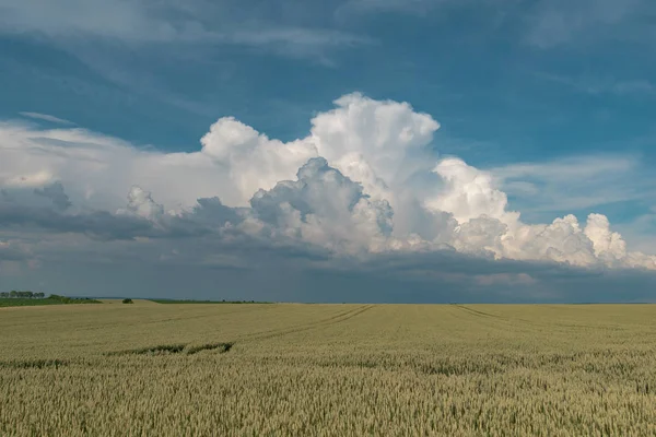 Pšeničné Pole Modrá Obloha — Stock fotografie