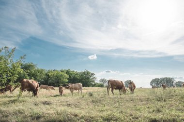 Çiftlikte otlayan inekler
