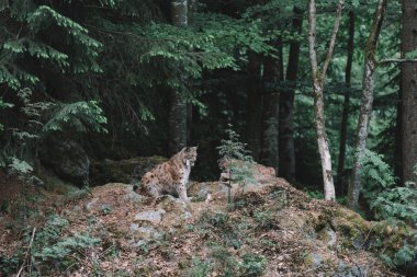 Lynx aile Bayerischer Wald Milli Park, Almanya. Güneş battıktan sonra karanlık orman.