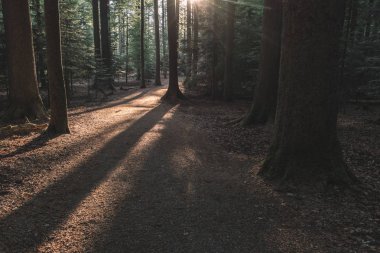 Muhteşem orman sahne. Güzel orman manzara.