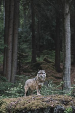 Kurt Bayerisher Wald Milli Park, Almanya