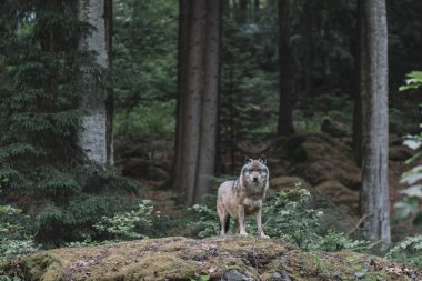Kurt Bayerisher Wald Milli Park, Almanya