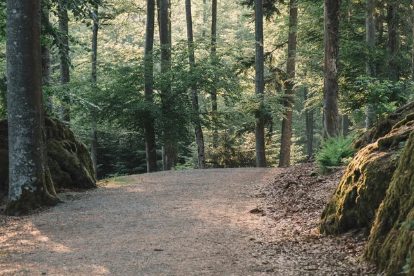 Wunderschöne Waldkulisse Schöne Waldlandschaft — Stockfoto