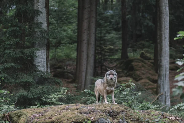 Wilk Parku Narodowym Bayerisher Wald Niemcy — Zdjęcie stockowe