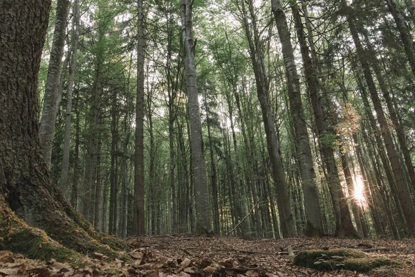 Úžasné Lesní Krajina Krásná Lesní Krajina — Stock fotografie