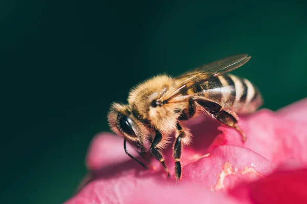 Μελισσοκομική Συλλογή Γύρη Στο Λουλούδι — Φωτογραφία Αρχείου