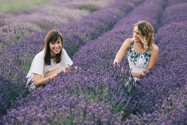 Sœurs Cueillant Des Fleurs Lavande — Photo