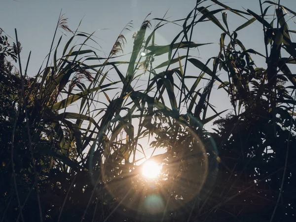 Rayons Solaires Travers Champ Maïs — Photo