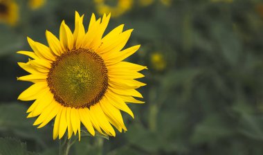  Ayçiçeği, tarımsal görüntüsünü kapat