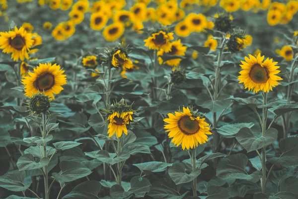 Ayçiçeği alan, tarım peyzaj