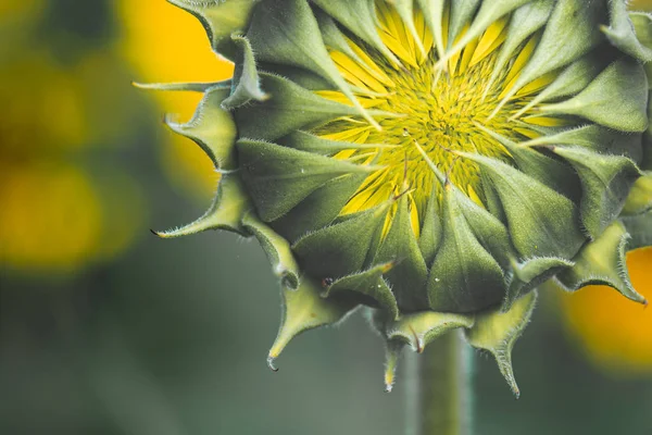 Tournesol Fleurs Gros Plan — Photo