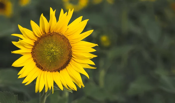  Ayçiçeği, tarımsal görüntüsünü kapat