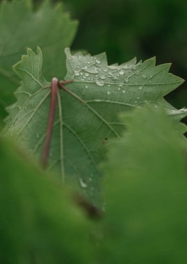Ran üzerinde yaprak düşer