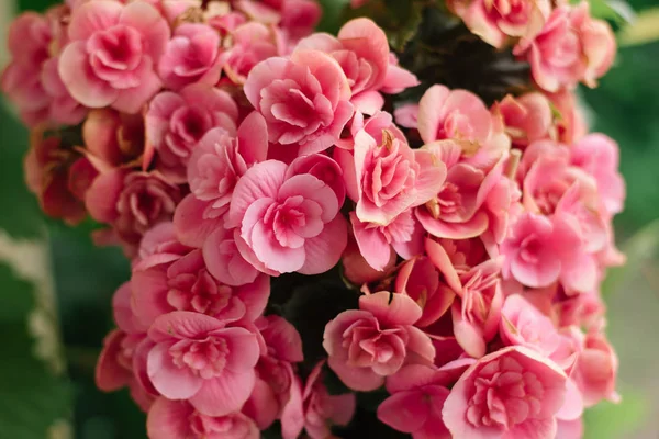 Flor Rosa Jardín —  Fotos de Stock