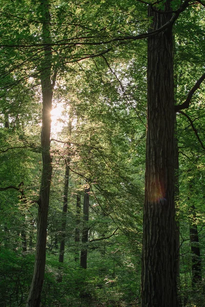 Manhã Floresta Bela Paisagem Florestal — Fotografia de Stock