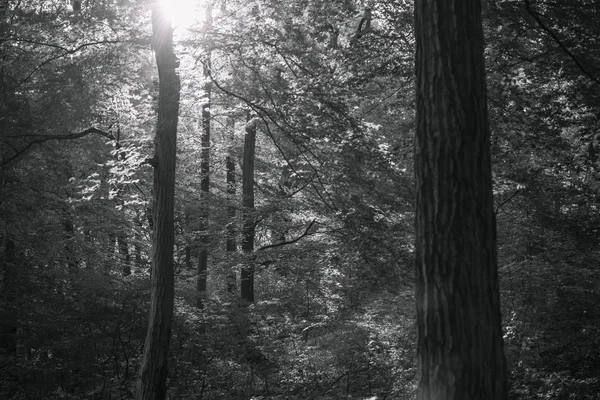 Paysage Forêt Noire Blanche — Photo