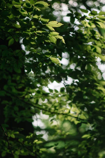 Orman ağaçları ile yakın çekim yaprak