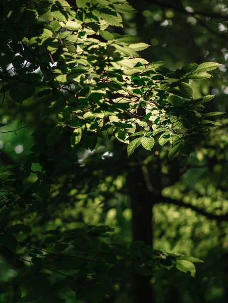 Arbres Forestiers Feuilles Rapprochées — Photo