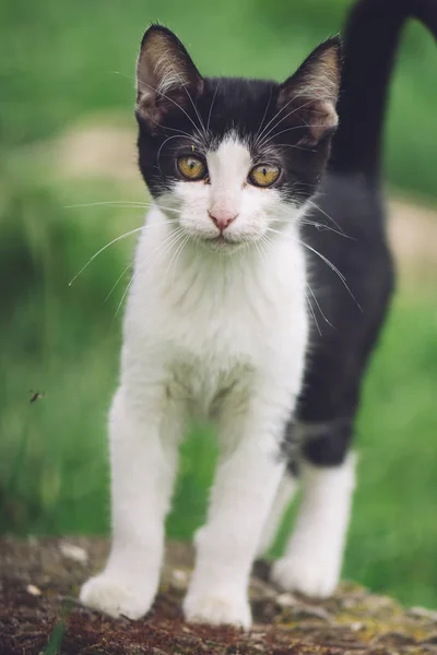 Adorable Gato Joven Jugando Hierba — Foto de Stock