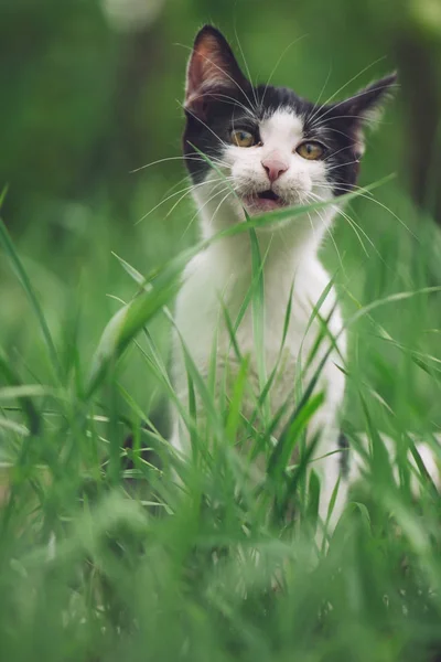 Adorável Jovem Gato Jogando Grama — Fotografia de Stock