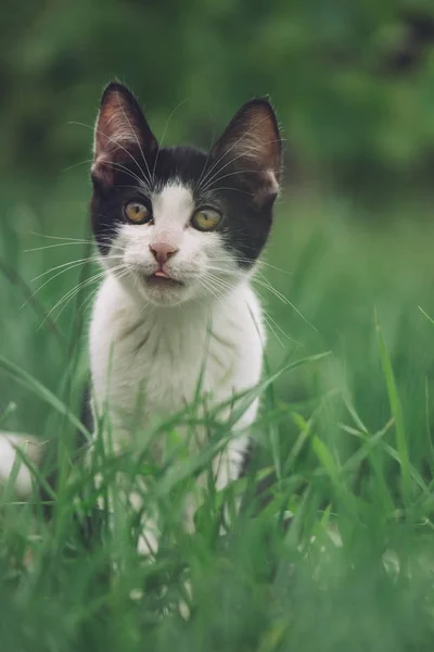 Adorable Gato Joven Jugando Hierba — Foto de Stock