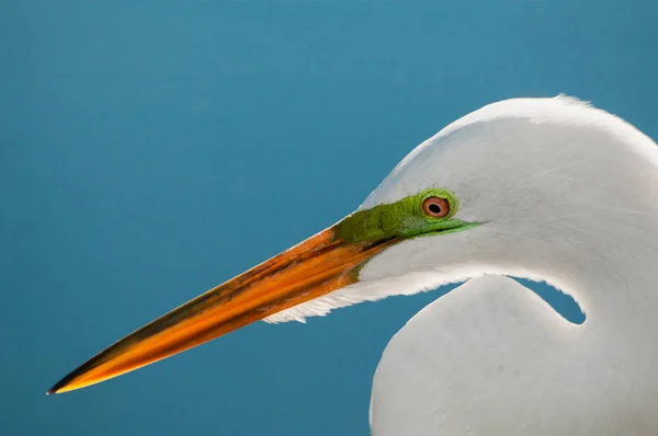 Grande Retrato Pássaro Egret — Fotografia de Stock