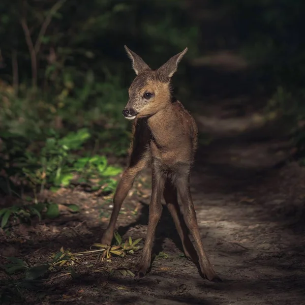 Roe Fawn Forest — Stok Foto