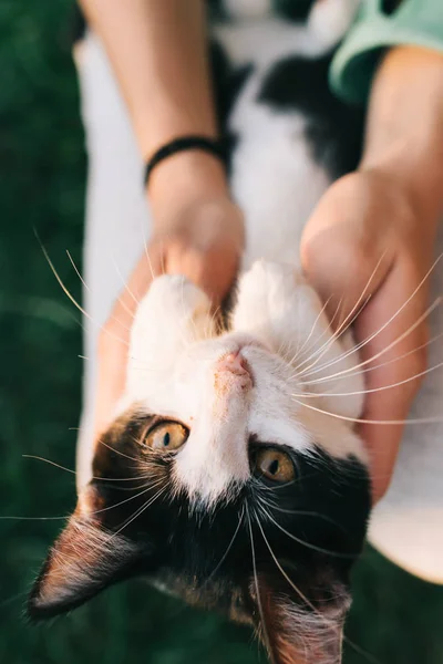Cute cat in hand