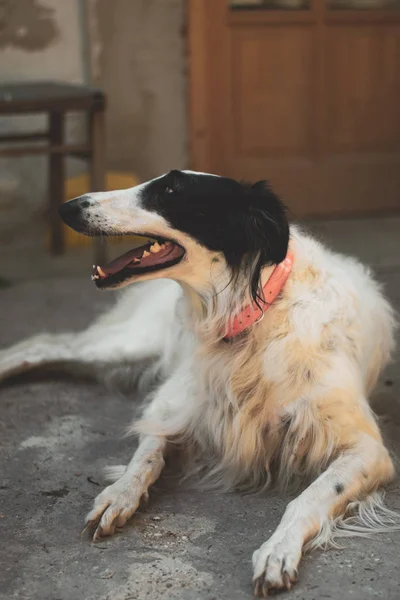 Εξαντληθεί Μπορζόϊ Σκυλί Εξωτερική — Φωτογραφία Αρχείου
