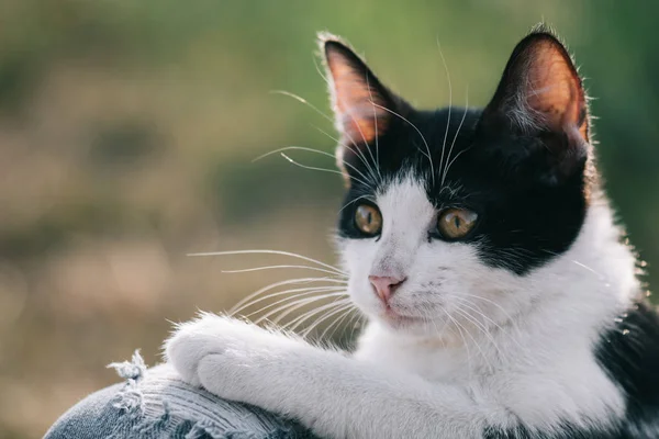 Cat Porträtt Ung Katt Nära Håll — Stockfoto