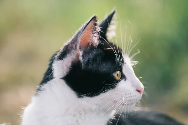 Retrato Gato Jovem Gato Perto — Fotografia de Stock