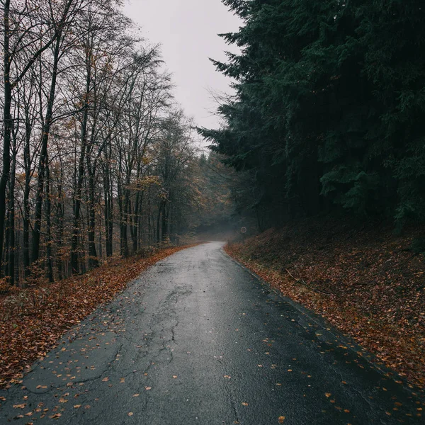 Orman Boş Ülkede Yol — Stok fotoğraf